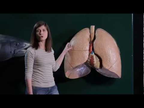 The lungs and breathing