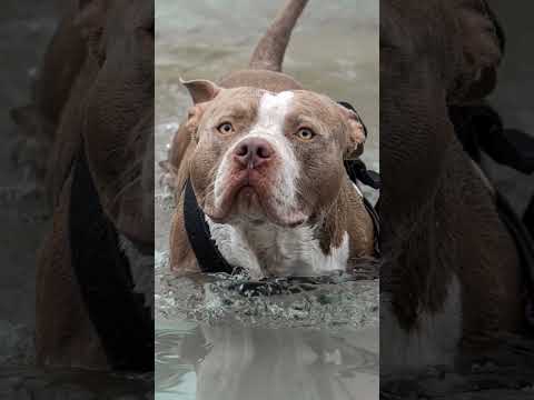 cachorro pitbull com a música ela sempre fura lupa