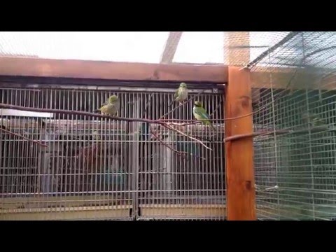 Speckled tanager youngs breeded 2015