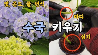 수국 키우기! 수국 빛, 온도, 물주기, 개화, 번식!! #엉클플랜트 #식물키우기 #공기정화식물