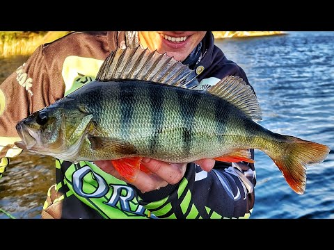 ISOJEN AHVENTEN VALTAKUNTA KESKELLÄ METSÄÄ | SISSIKALASTUS | AHVENENKALASTUS | JON BOAT LIFE