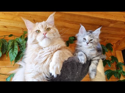 Huge Maine Coon and Small Kitten Are the Best of Friends!