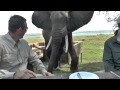 Zimbabwe Bull Elephant Crashes Into Tourists At Mana Pools