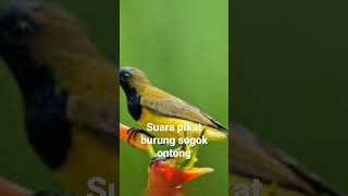 Download lagu sura pikat burung sogok ontong #hobymanuk mp3