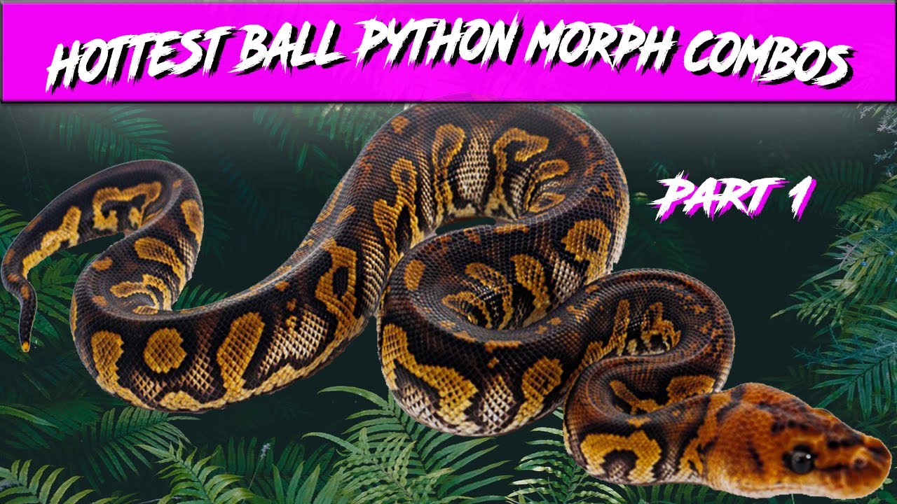 Hottest Ball Python Morph Combos For Sale On MorphMarket Part 1 | $2,000 and Up | Jack's Reptiles