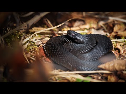 Kreuzottern (Höllenottern im Werdensteiner Moos)