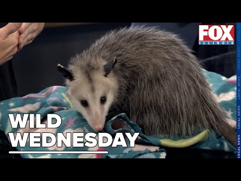 Wild Wednesday: Wild Times Exotics Brings in Miss Polly Pocket to the Studio - YouTube