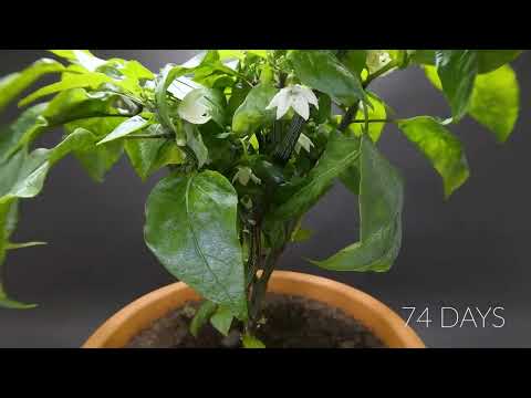 Growing an orange bell pepper