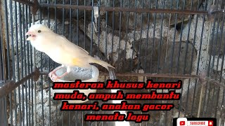 Download lagu masteran khusus kenari muda, aampuh membantu kenari., anakan gacor menata lagu mp3