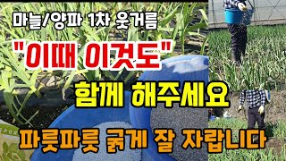 마늘/양파 1차 추비웃거름 이때 이것도 함께 줘야 병해충 없이 파릇파릇굵게 잘자랍니다 마늘웃거름시기 마늘비료