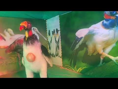 wonderful Artificial Animals