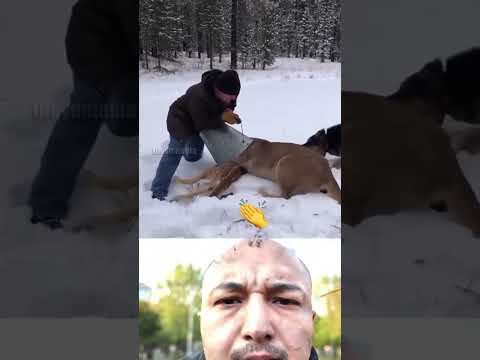 لحظة لا تصدق! واجه الأسد لإنقاذ حياة صغيرة! 😱🦌