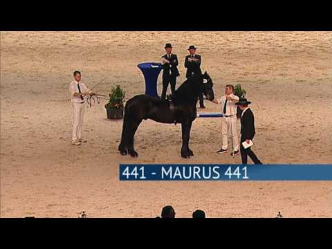 Hengstenkeuring 2017 – Rubriek 02