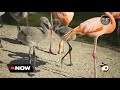 Zoo S Flamingo Flock Has New Members