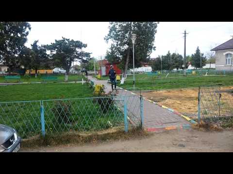 Chirica de Borcea da cu spatele