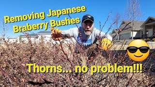 How to Remove Thorny Braberry Bushes