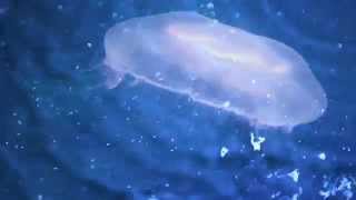 PENDENTIF - "Ondine"