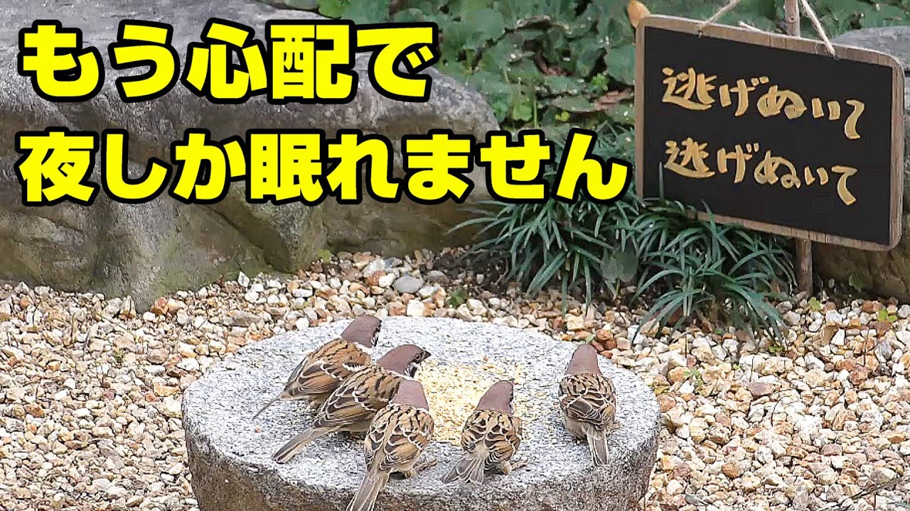 植木鉢でバードフィーダー（野鳥の餌台）番外編6ミカン～スズメ/ハイタカ/メジロ