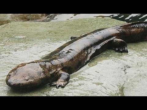 Rare Giant Salamander Found In Chinese Cave