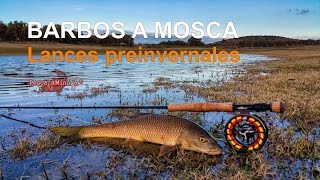 Barbos a mosca - Lances preinvernales