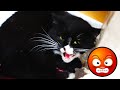 Tuxedo Cat Doesn T Want Me To Caress Him And Hisses At Me