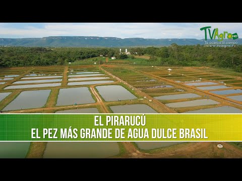 The Pirarucu, the Largest Freshwater Fish in Brazil - TvAgro by Juan Gonzalo Angel Restrepo