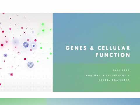 Chapter 4 - Genes & Cellular Function