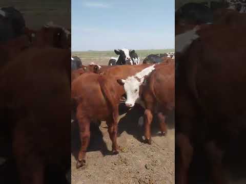 Casnem - Gordos - 60 novillos mestizos - Peso prom aprox 450 kg - Zona: Ticino, Córdoba