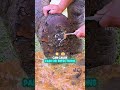 See How Elephants Get Their Giant Feet Cleaned!