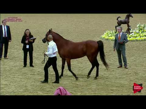 N.301 BAHER AL SHAQAB - 21st Qatar National 2018