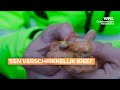Ontsnapte slang ligt onder hoofdkussen buurvrouw