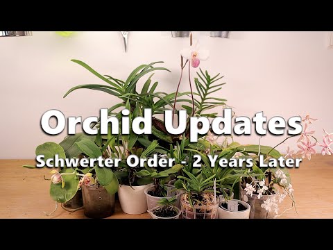 Orchid Update // Schwerter Order 2 Year Update