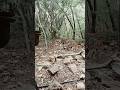 Tirupati Trip Tirupati Tirumala Ap Deer Forst Animals Jungle Hills Trucking