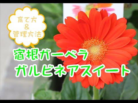 ガーベラの植え方は？雄大な花を育てるために知っておくべきことすべて  庭園