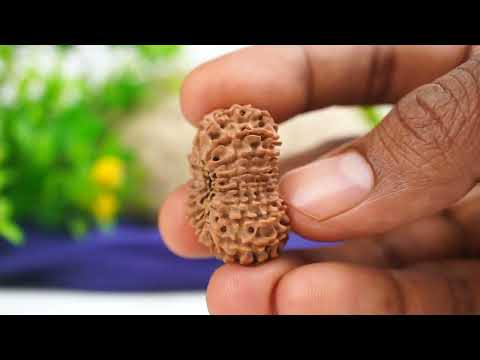 Rudraksha Product Image