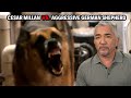 Most Dangerous Dog I Have Ever Faced - A German Shepard That Mauls Its Owner | Cesar 911 Throwbacks DEFAULT Thumbnail