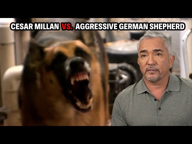 Most Dangerous Dog I Have Ever Faced - A German Shepard That Mauls Its Owner | Cesar 911 Throwbacks SDDEFAULT Thumbnail