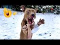 The Funniest Animal Videos Compilation Cat And Dog Videos That Don T Disappoint You