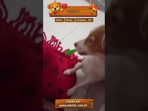 Vídeo de Radassa 