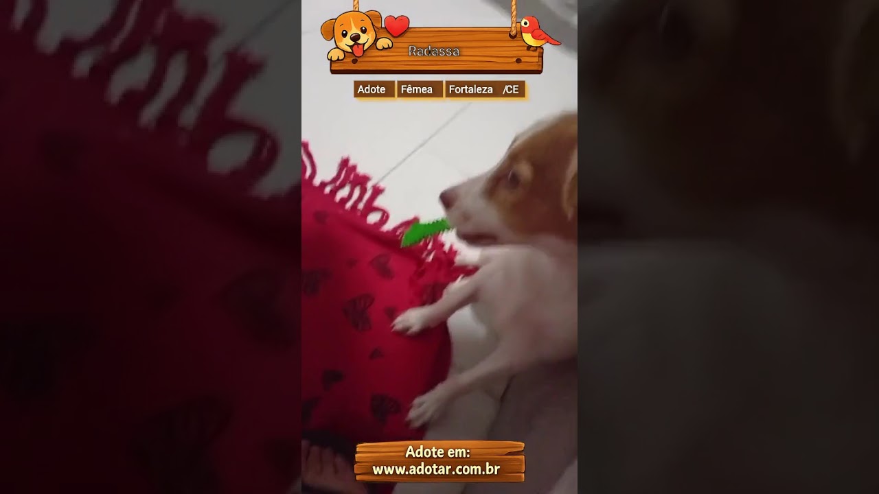 Cachorro raça SRD-ViraLata idade 7 a 11 meses nome Radassa 