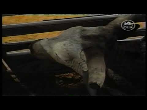 Blueberry Wine bucks Owen Washburn - 03 PBR Atlantic City