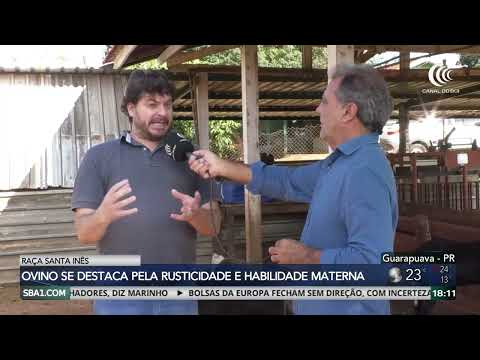 Ovino Santa Inês se destaca pela rusticidade e habilidade materna