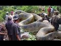 10 Extraños Descubrimientos En La Selva Amazónica