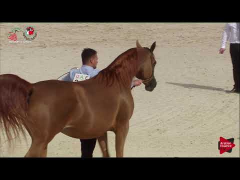 N 242 BAIDAA AL MUAWD   UAE Nationals 2019