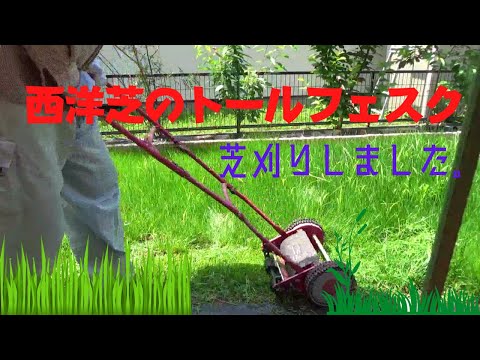 シープフェスク 植物