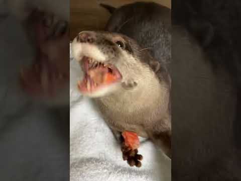 カワウソは2021年の動物に選ばれる