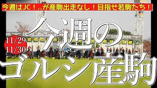 今週のゴールドシップ産駒 (11/29,30)【今週はジャパンカップ！..が産駒出走なし！目指せ若駒たち！／パンジャ,ゴコウコイコイなど】