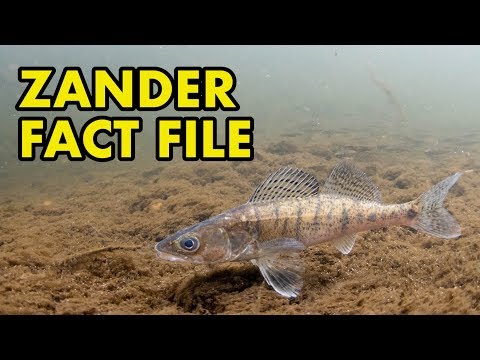 Zander: Fact File (British Wildlife Facts)