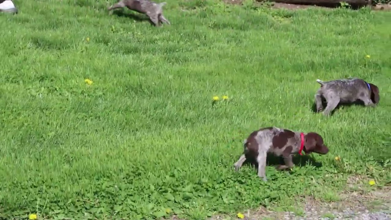 German Shorthaired Pointer Puppies For Sale