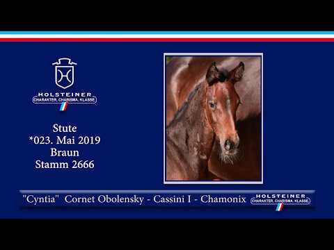 Holsteiner Elite-Fohlenauktion 2019 - Nr. 53 Cyntia v. Cornet Obolensky-Cassini I